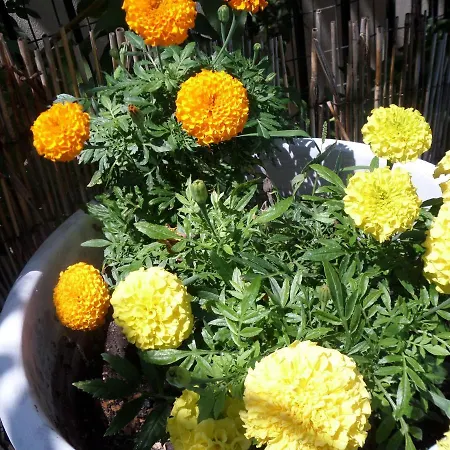 Artemis & アパート Nea Kallikrateia