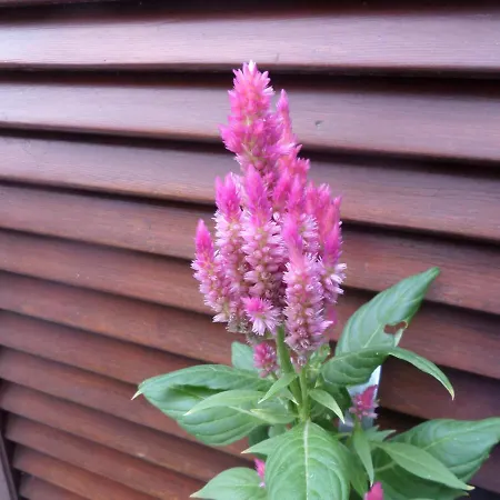 Artemis & アパート *