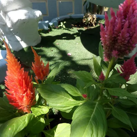 Artemis & Διαμέρισμα *