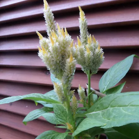 아파트 Artemis & Nea Kallikrateia