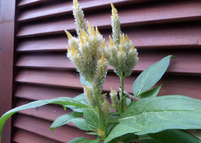 Apartamento Artemis & Nea Kallikrateia