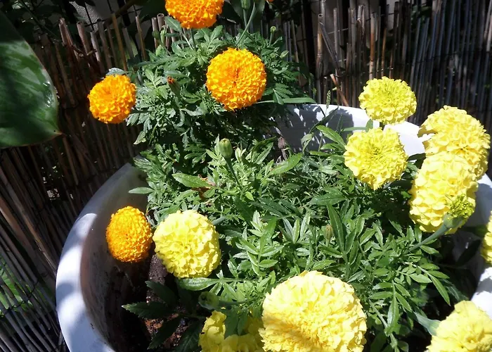 Artemis & Apartamento Nea Kallikrateia