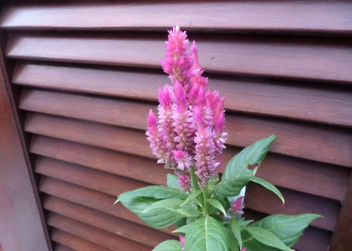 Artemis & Apartamento *